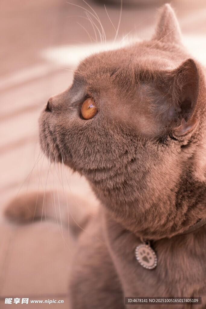戴项圈的可爱猫咪