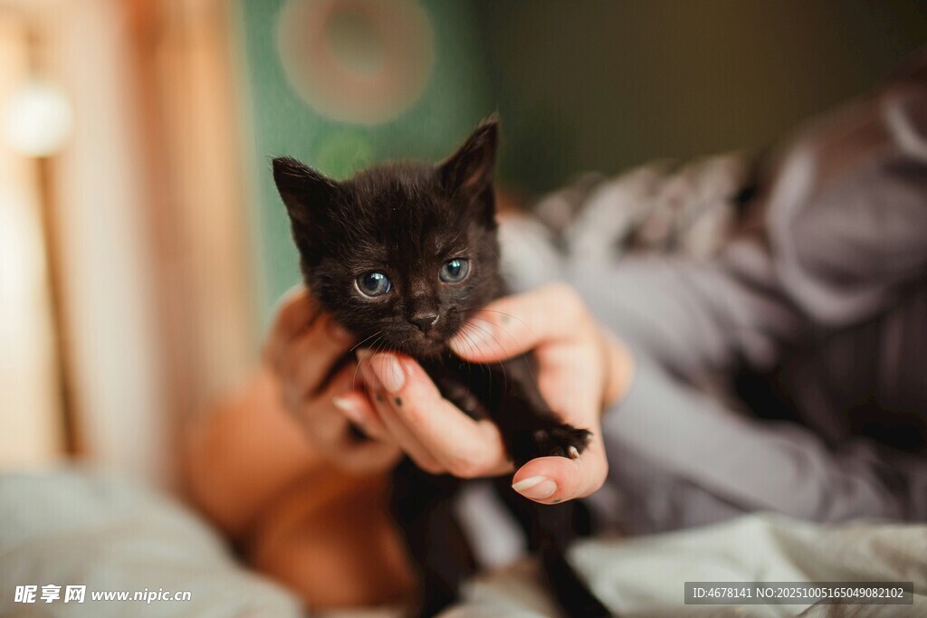 手捧可爱小黑猫