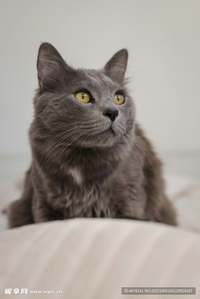灰色猫咪侧卧凝视