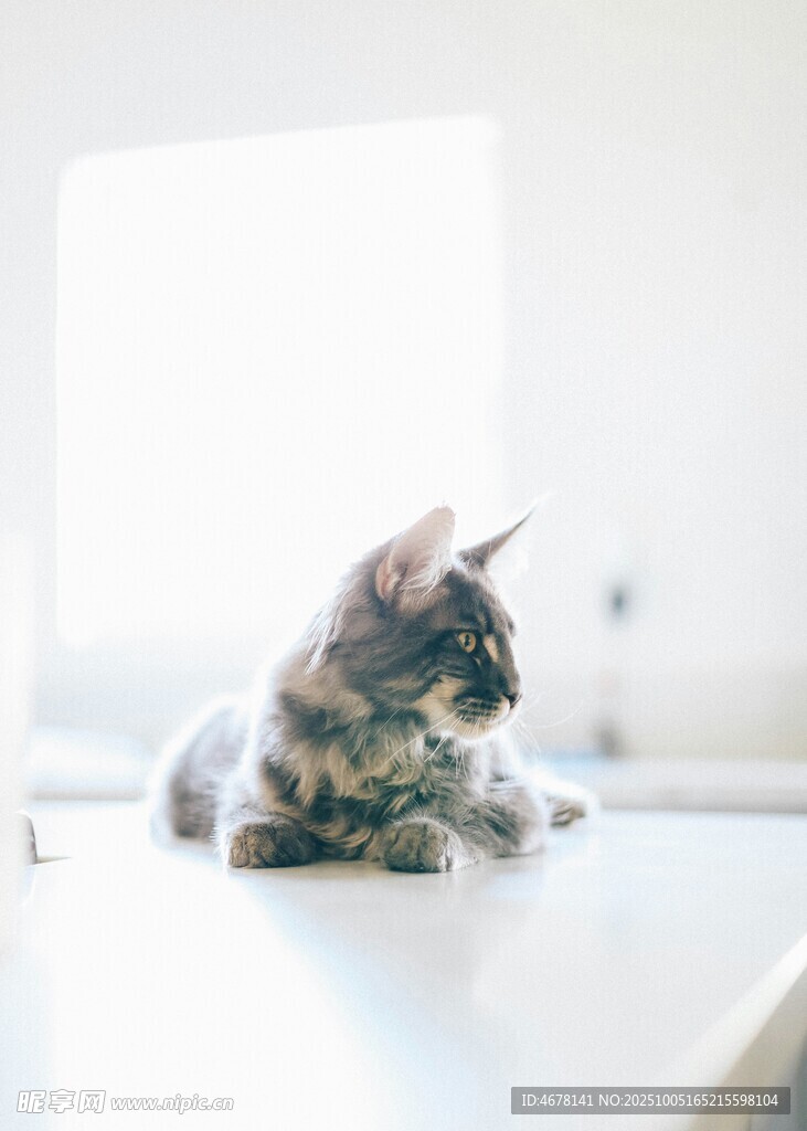 窗边趴卧的可爱小猫