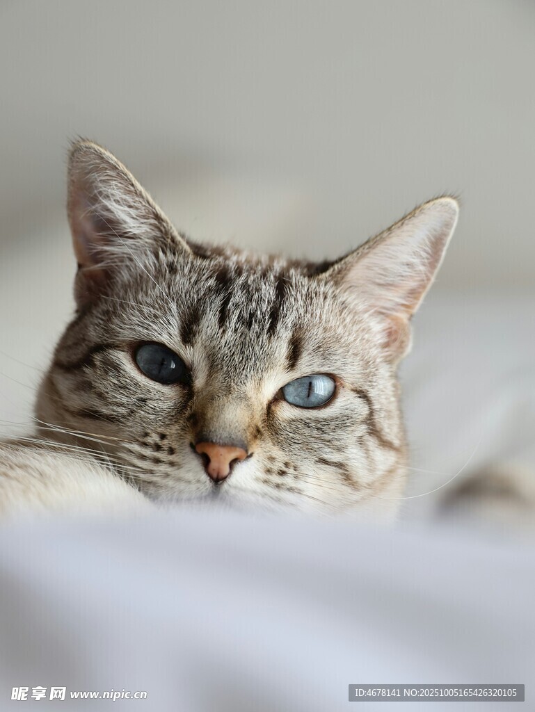 慵懒猫咪趴卧