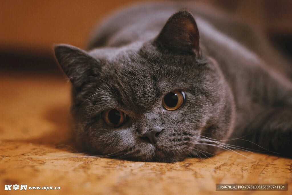 慵懒灰猫趴卧在柔软处