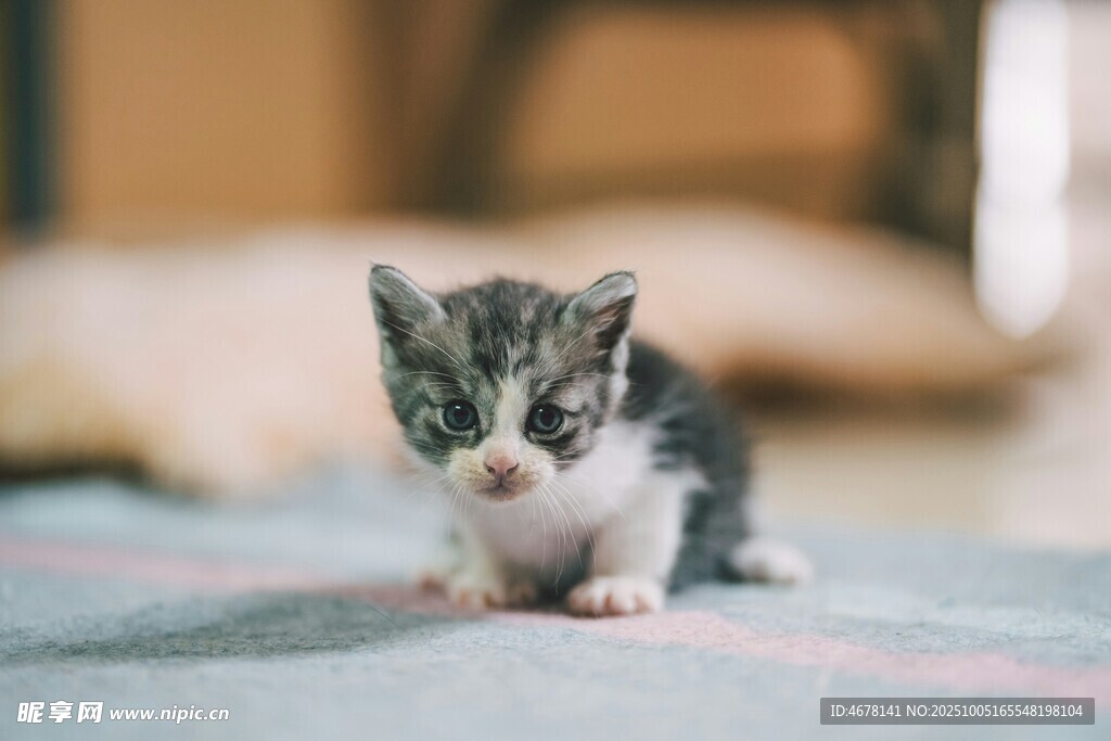 可爱小猫咪专注趴地