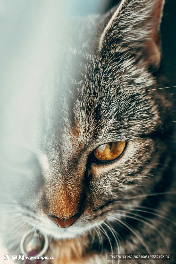 凝视的斑纹猫咪