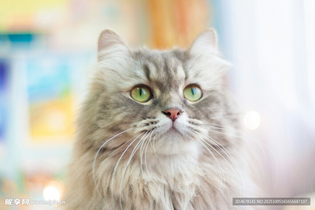 长毛萌猫抬头凝视