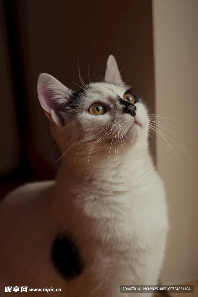 仰头猫咪的可爱瞬间
