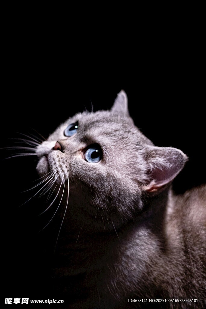 仰头的灰猫