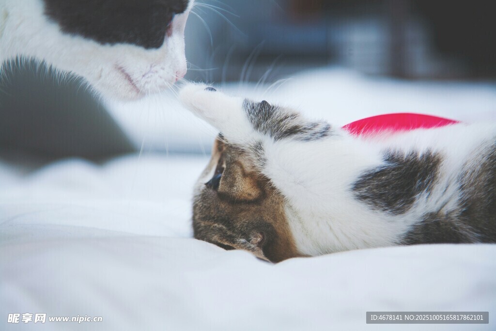 两只猫咪玩耍互动瞬间