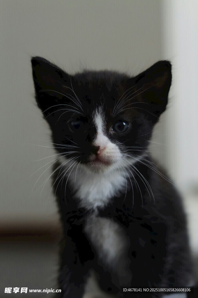 黑白小猫呆萌模样