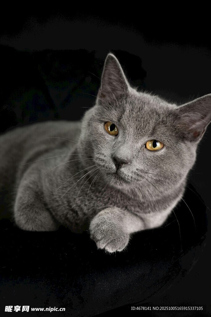 灰色猫咪侧卧凝视镜头