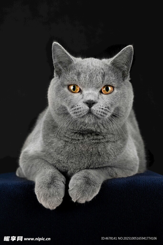 灰色萌猫趴卧