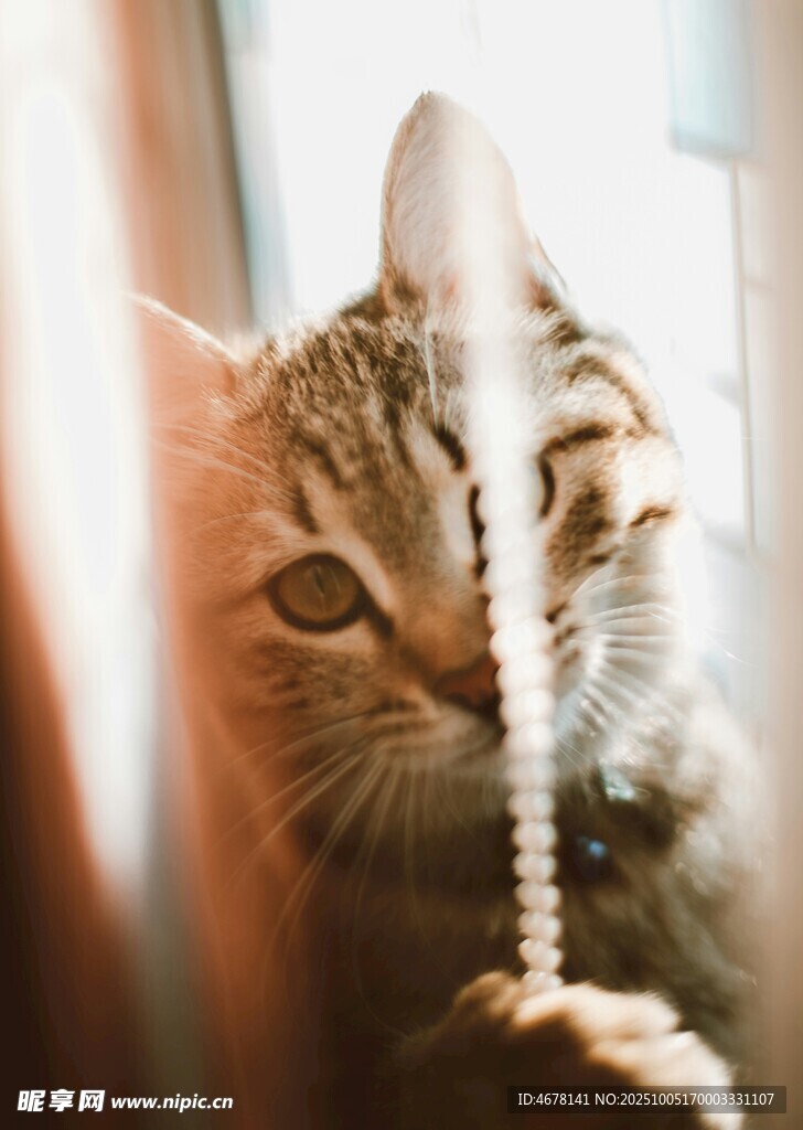 窗边猫咪玩串珠