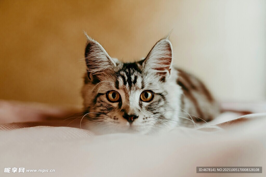 趴着的可爱长毛猫咪