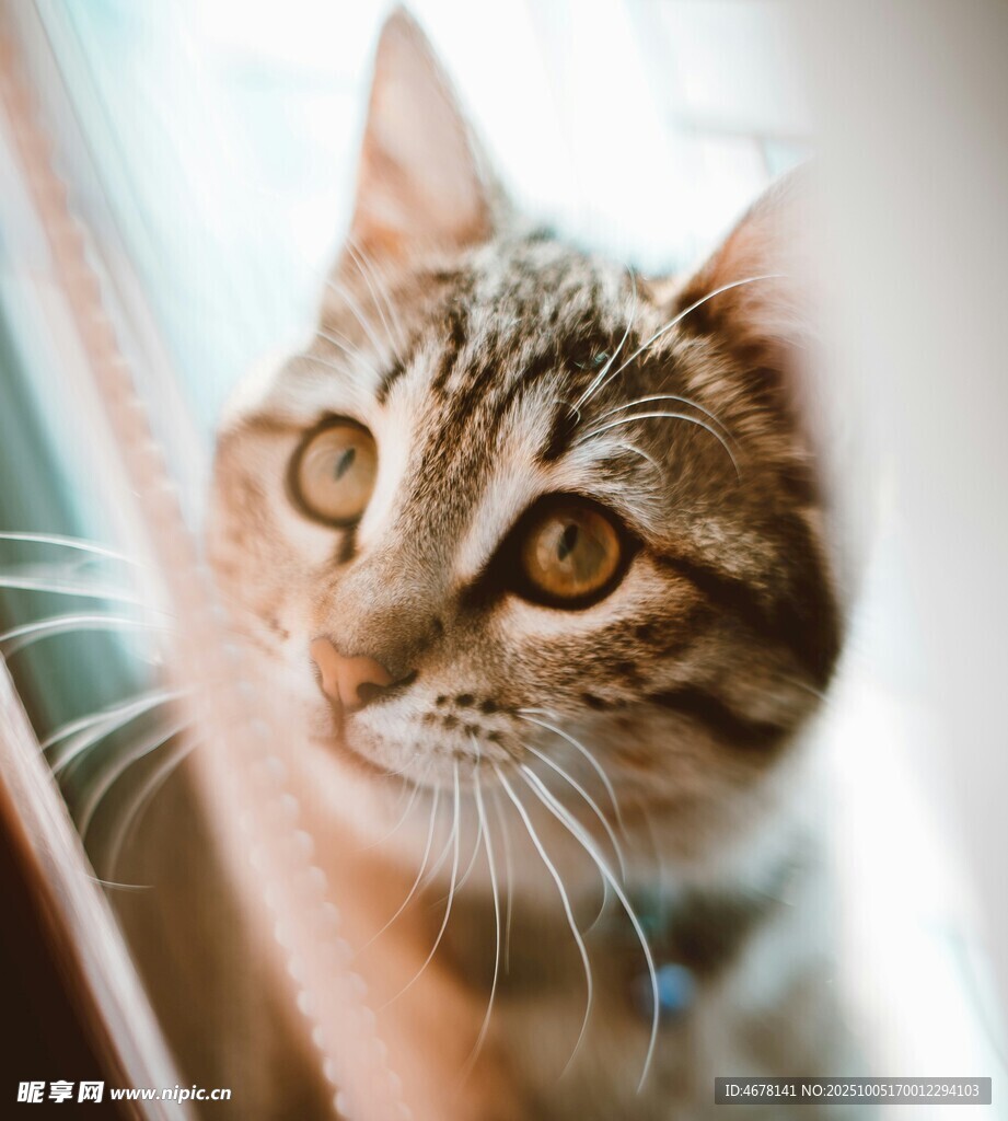 可爱猫咪窗边好奇张望
