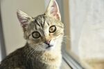 窗边可爱小猫咪