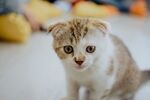 可爱折耳小猫呆萌瞬间
