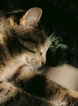 阳光下慵懒的猫咪