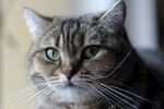 绿眼条纹猫特写