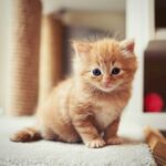 可爱小橘猫乖巧坐姿