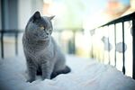 窗边的灰猫
