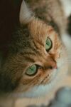 绿眼萌猫近景特写