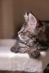 侧卧的长毛猫