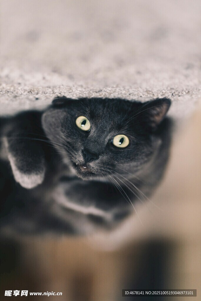 黑猫躲在遮蔽处好奇张望