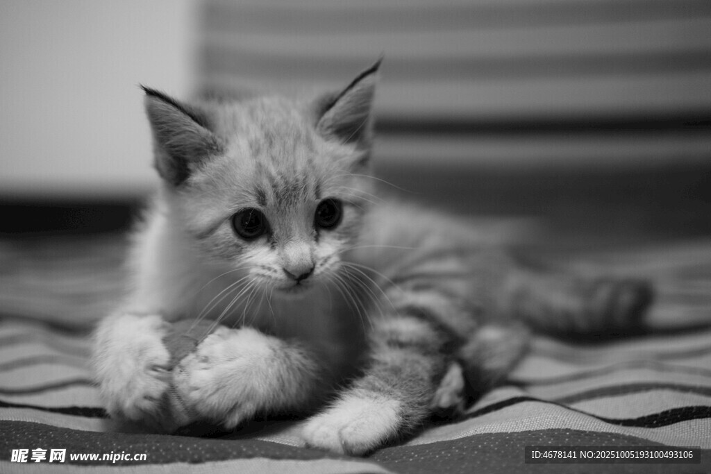 可爱小奶猫趴卧在毯子上