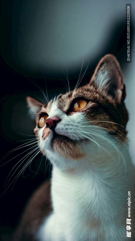 仰头猫咪眼神灵动