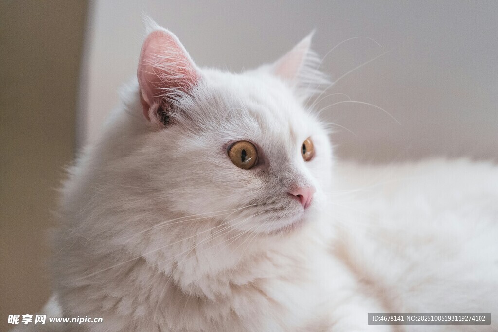 白色长毛猫优雅姿态
