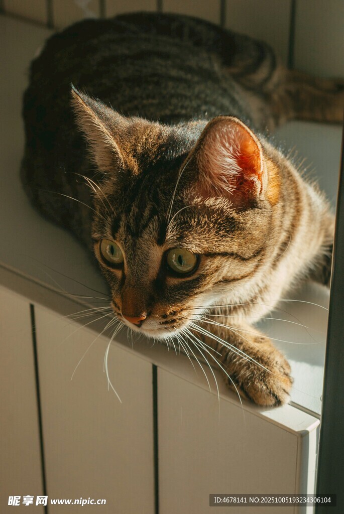 趴在窗台的斑纹猫咪