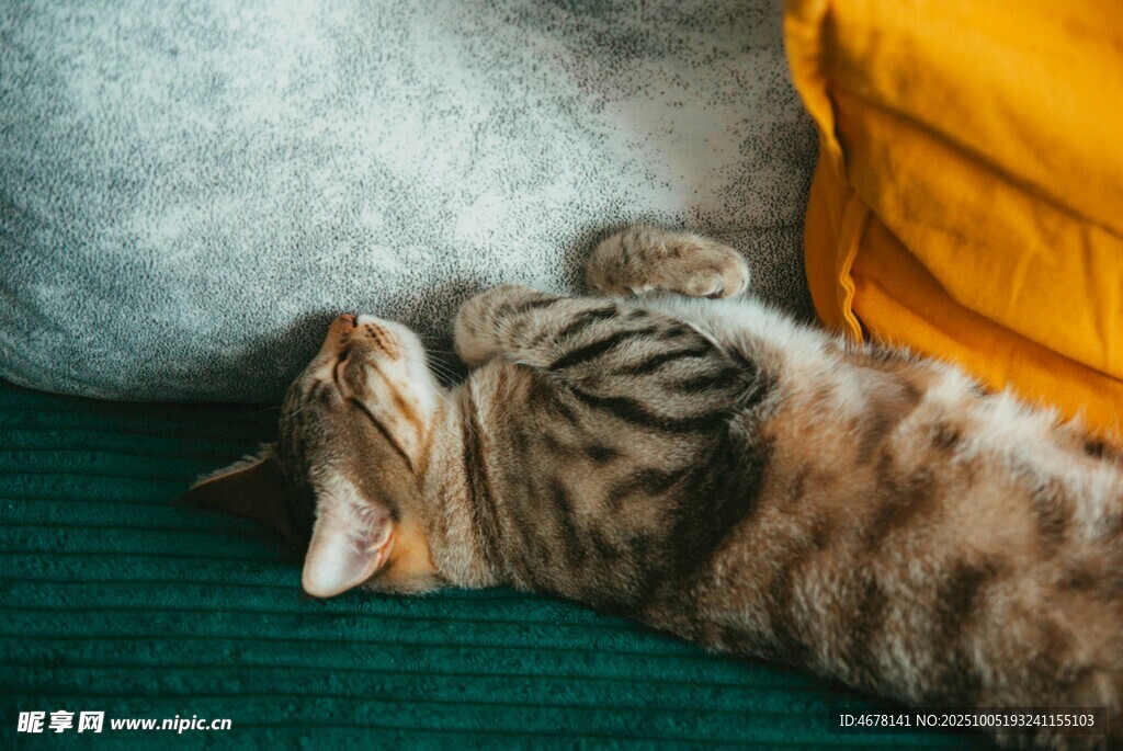 猫咪惬意躺卧