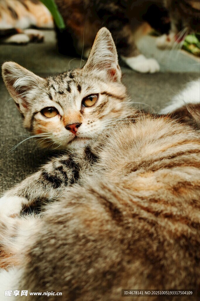 慵懒小猫惬意躺卧