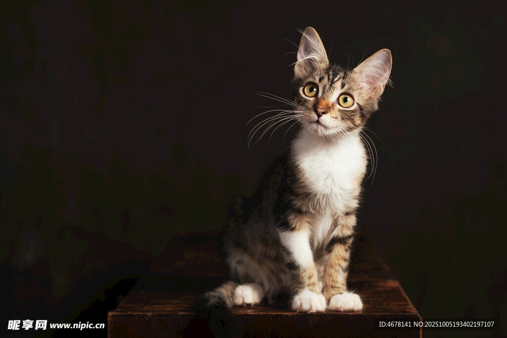 可爱缅因猫端坐凝视