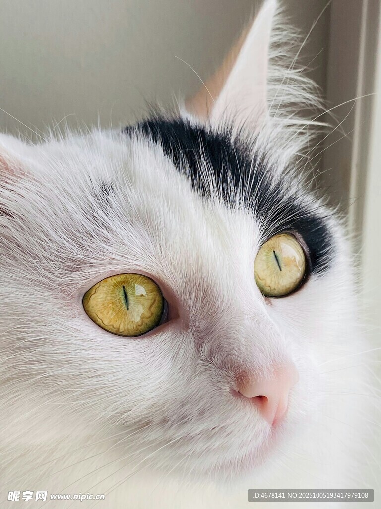 黑白猫咪的明亮黄眼睛