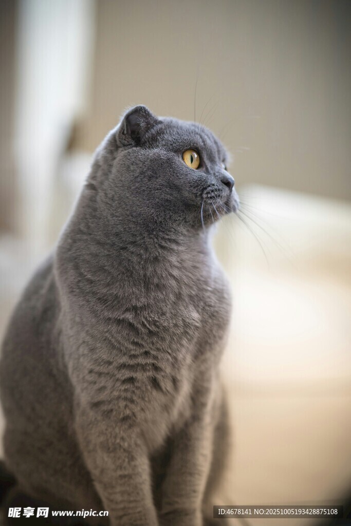 可爱灰猫侧坐凝视