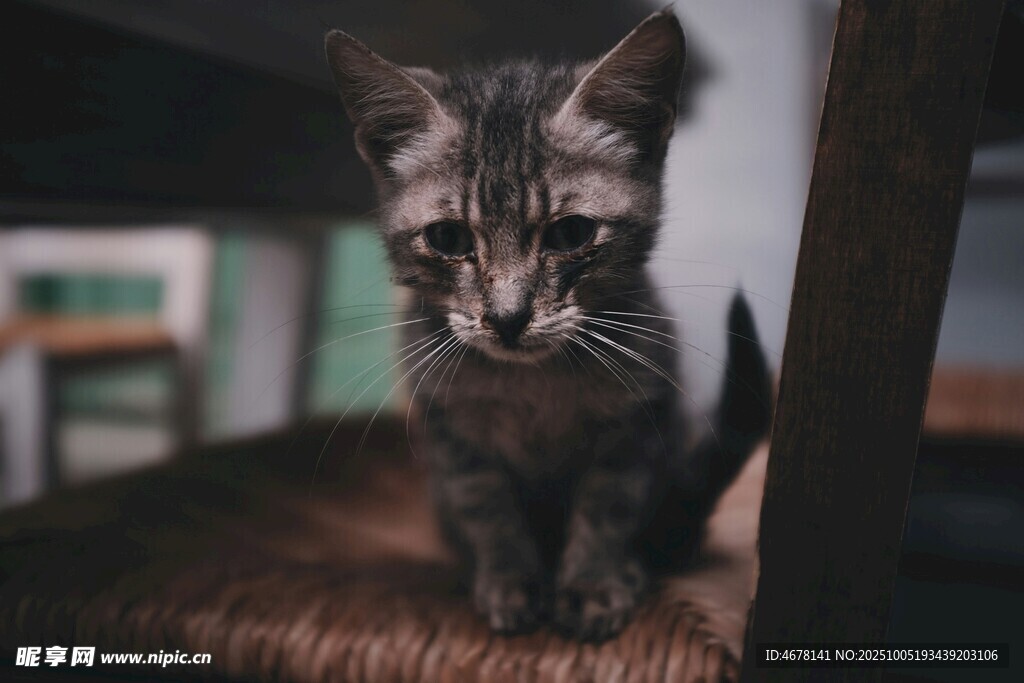 可爱小猫咪在椅下