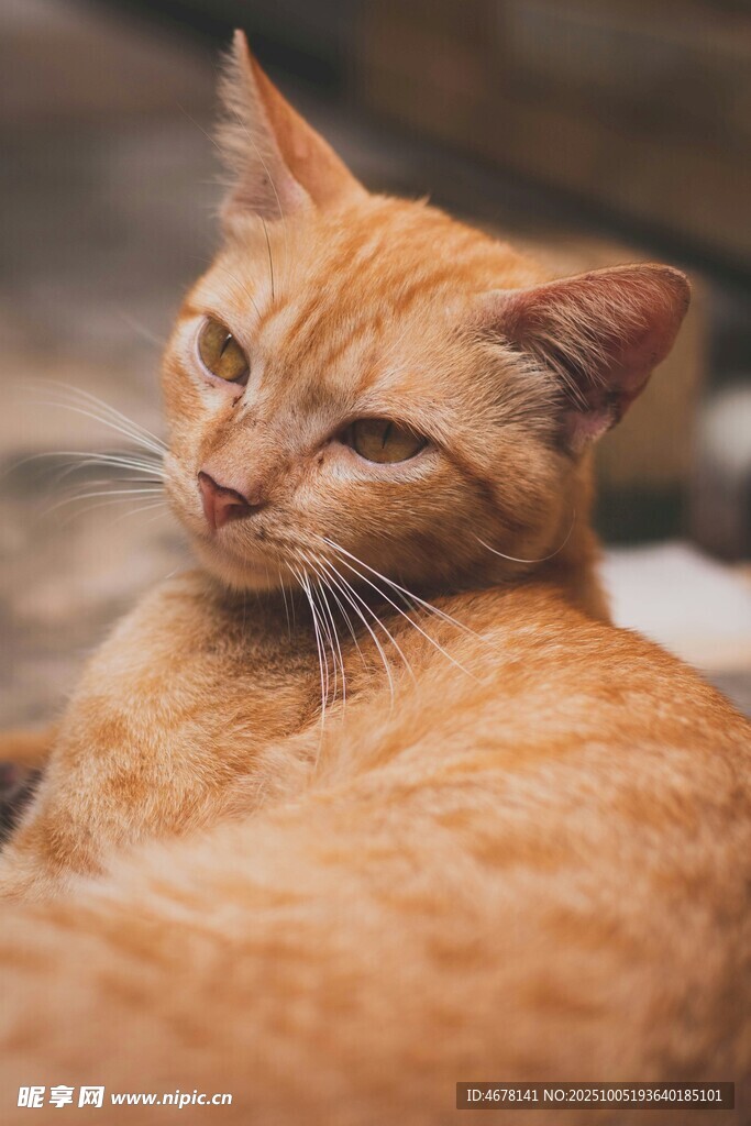橘猫侧卧眼神慵懒