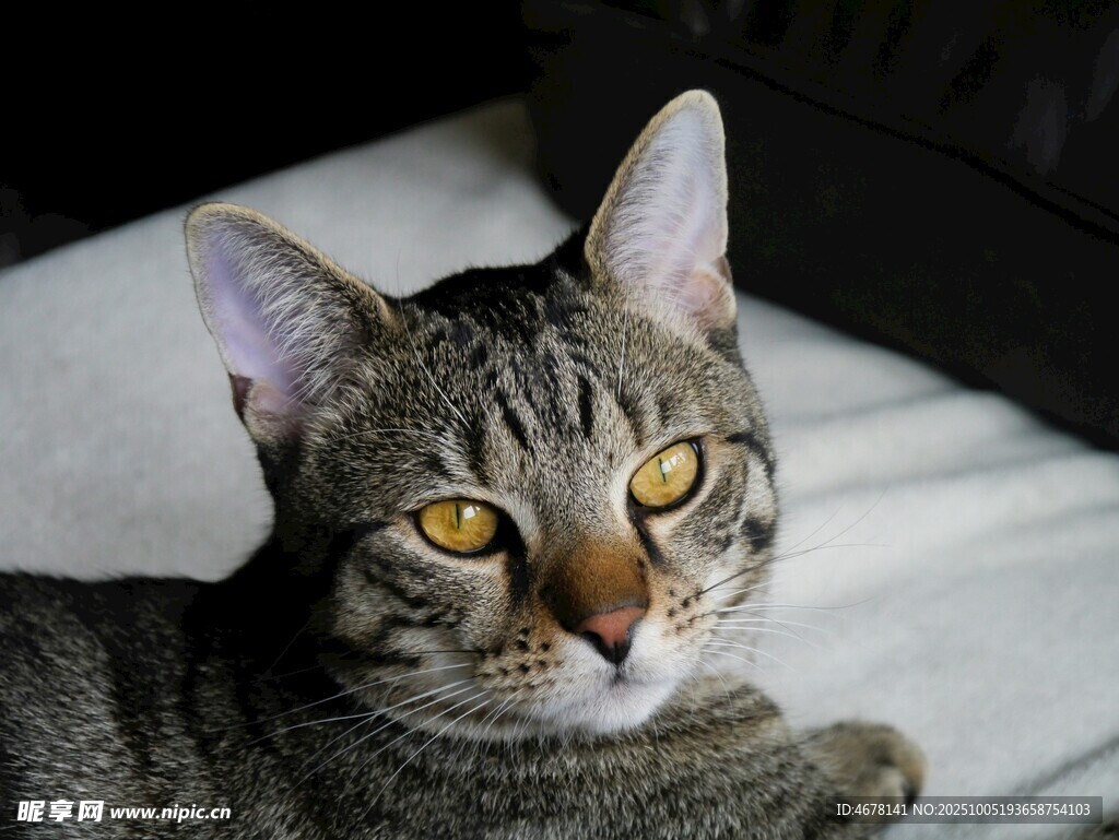 趴卧的条纹猫