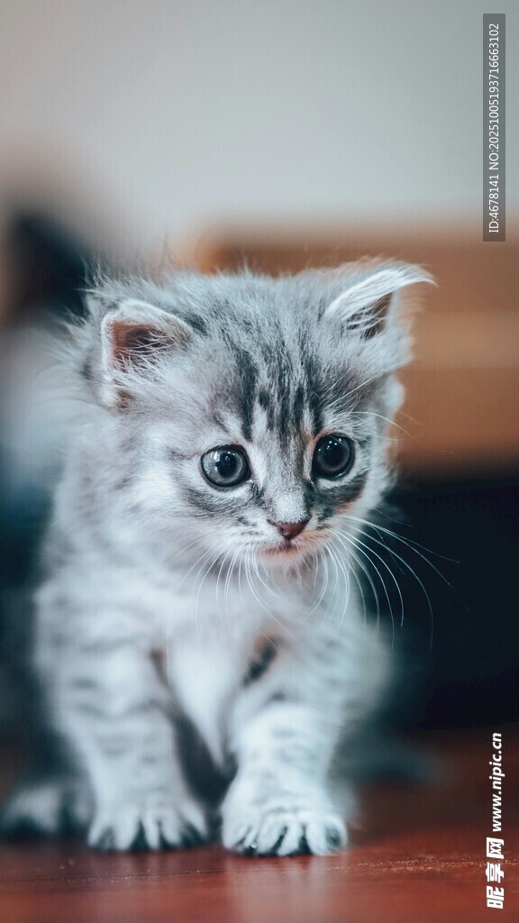 可爱小猫咪专注凝视瞬间