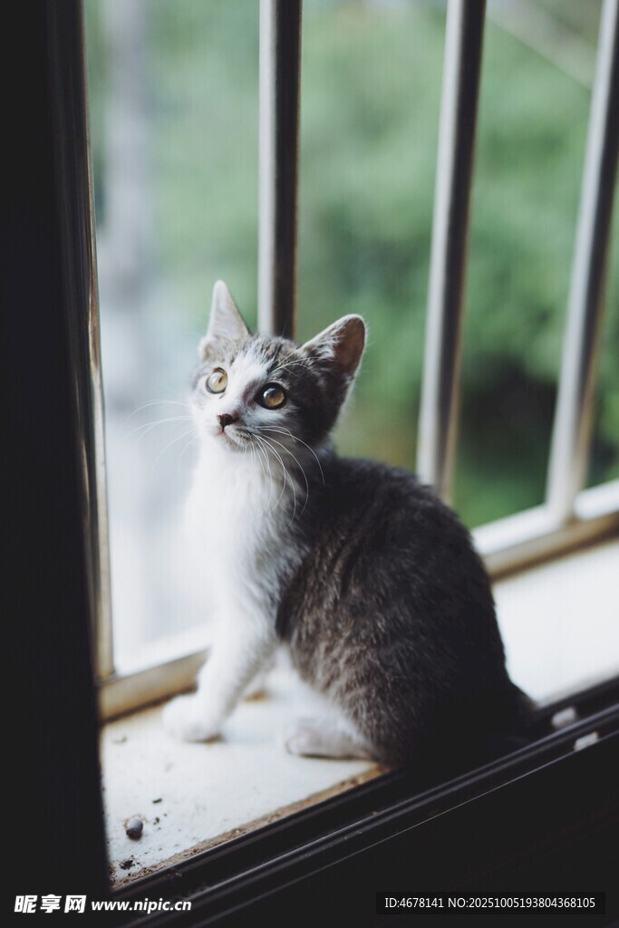 窗边小猫望向外