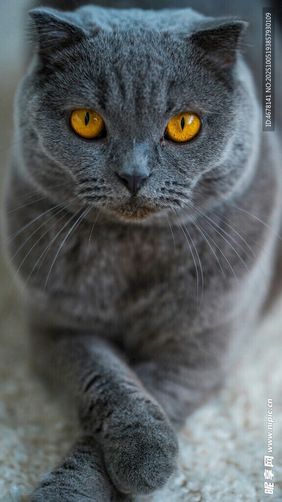 灰蓝猫咪的专注凝视