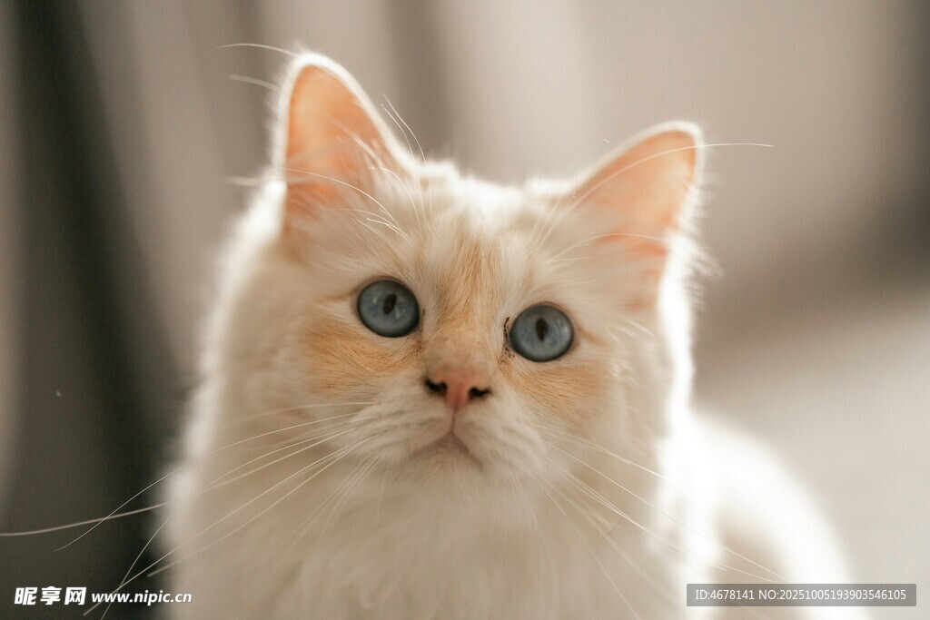 可爱蓝眼长毛猫咪