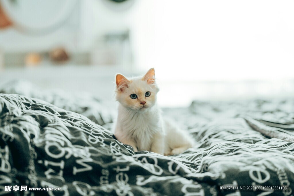 床上可爱小猫咪