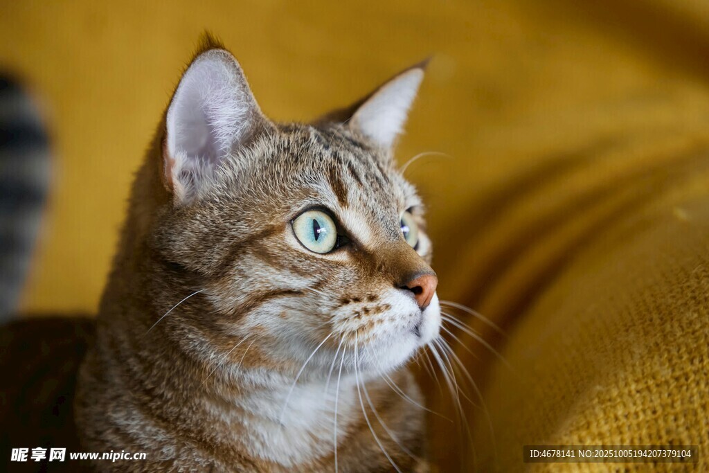 萌猫侧头凝视