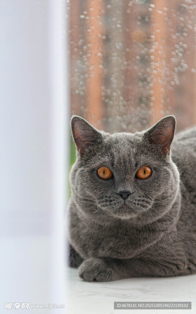 窗边灰猫凝视镜头