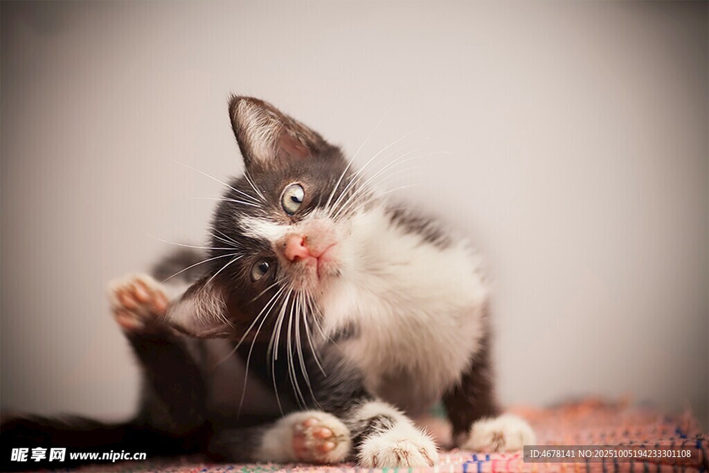 可爱猫咪惬意挠脸瞬间