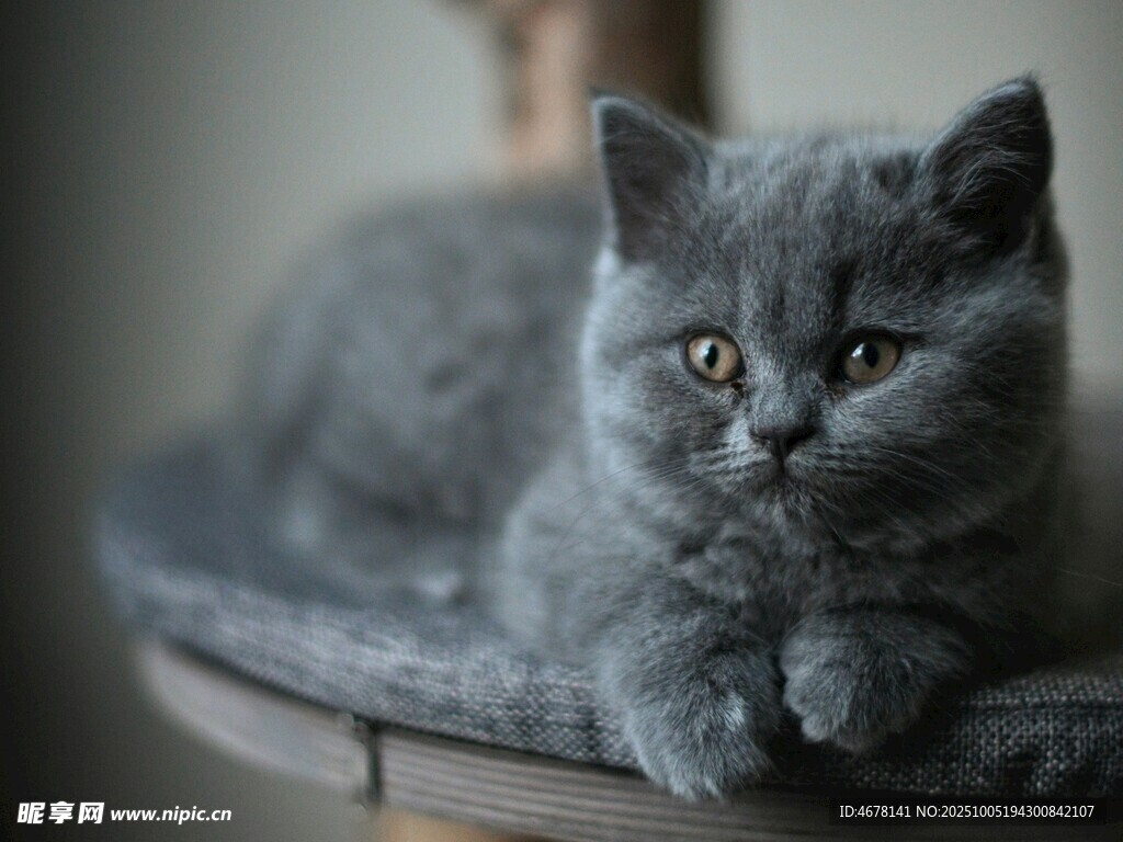 可爱灰猫慵懒趴坐