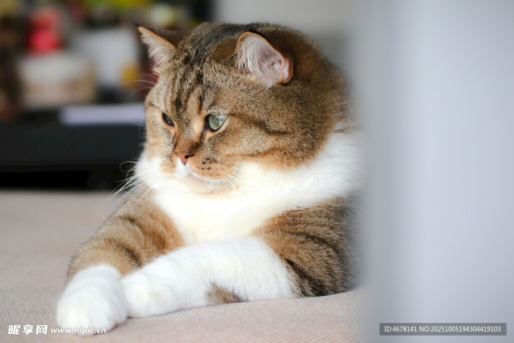 可爱猫咪侧躺休憩