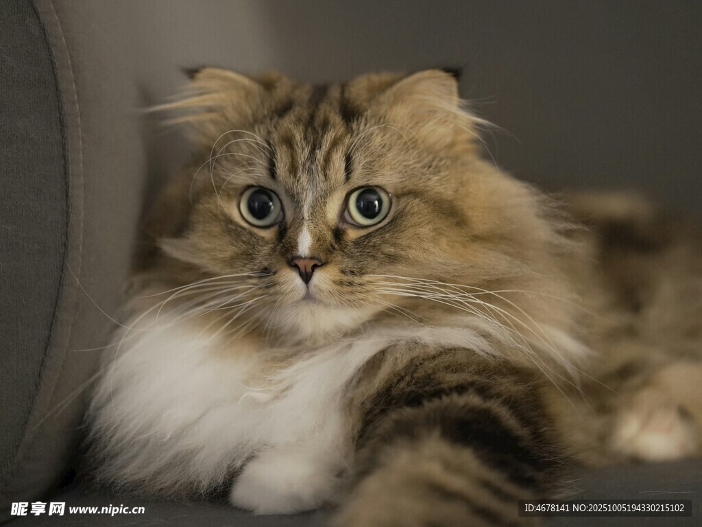 长毛猫咪惬意躺沙发